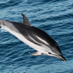 Dolphin Watching