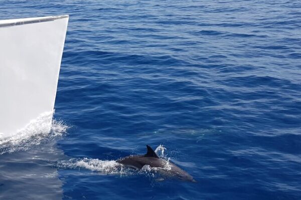 Lanzarote Cruises - Image 3