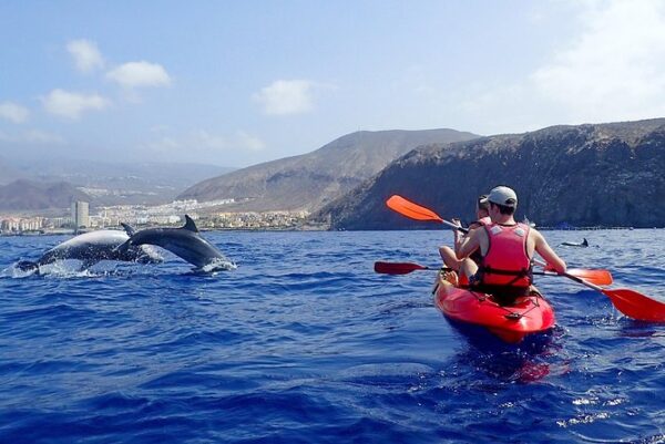 Dolphin Watching - Image 6