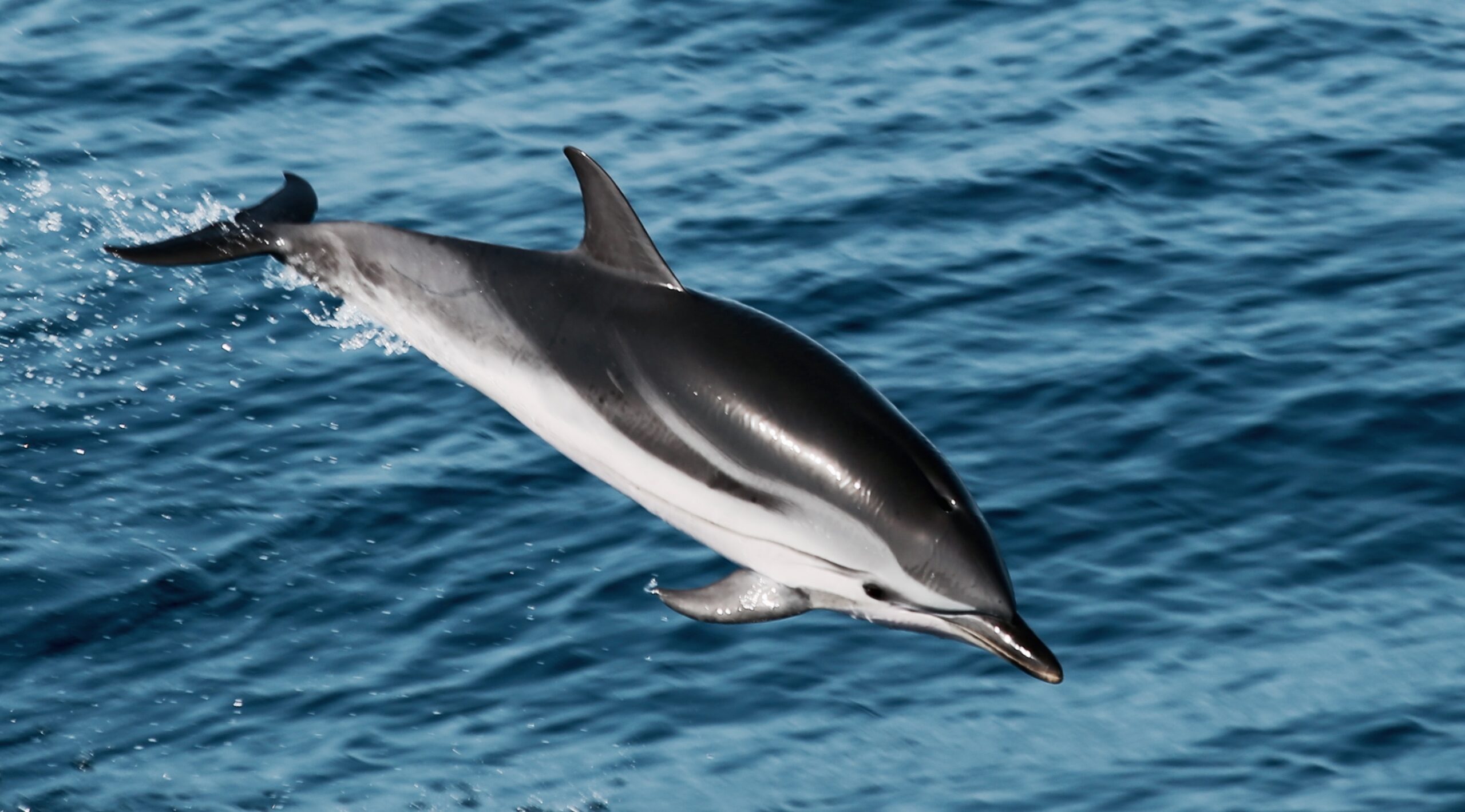 Dolphin Watching Tenerife