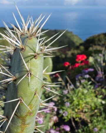 La Palma 