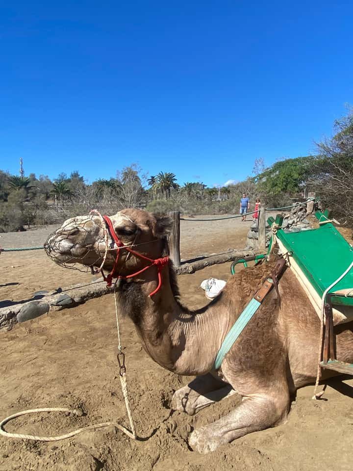 Camel Safari in Maspalomas Dunes
